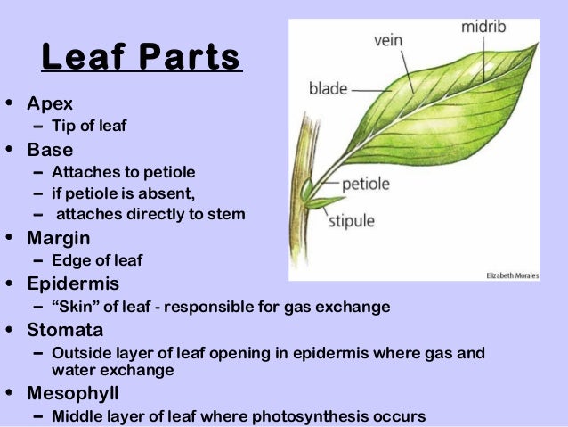 Image result for botany, plant parts, high school