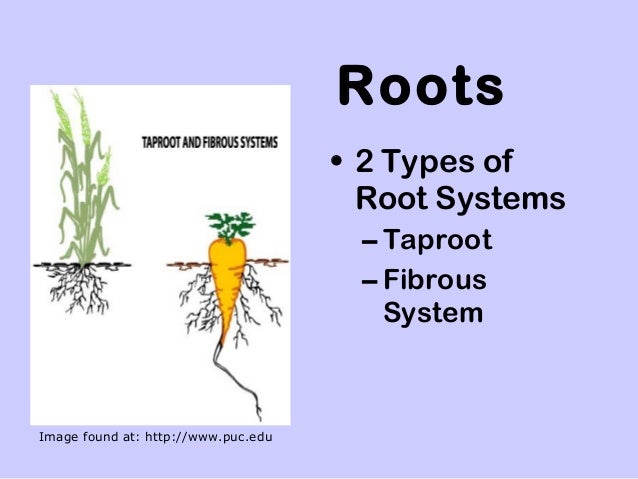 powerpoint plant parts for science gr 5 3 638