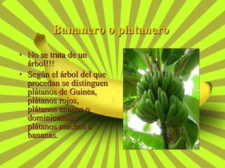 Bananero o platanero   No se trata de un árbol!!! Según el árbol del que procedan se distinguen plátanos de Guinea, plátanos rojos, plátanos enanos o dominicanos y plátanos machos o bananas. 