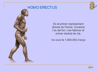 HOMO ERECTUS
Es el primer representant
directe de l’home. Coneixía
l’ús del foc i van fabricar el
primer destral de mà.
Va viure fa 1.600.000 d’anys
 