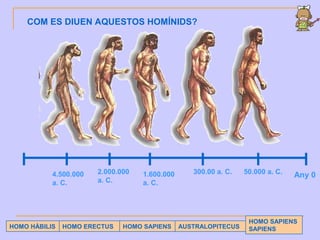 AUSTRALOPITECUSHOMO HÀBILIS HOMO ERECTUS HOMO SAPIENS
HOMO SAPIENS
SAPIENS
COM ES DIUEN AQUESTOS HOMÍNIDS?
Any 01.600.000
a. C.
300.00 a. C. 50.000 a. C.4.500.000
a. C.
2.000.000
a. C.
 