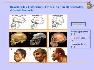 Relaciona les il·lustracions 1, 2, 3, 4, 5 i 6 en els cranis dels
diferents homínids.
RESPOSTA
Australopithecus:
2 i 6
Homo Erectus: 1
i 4
Homo Sapiens:
3 i 5
 