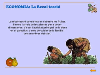 ECONOMIA: La Recol lecció·
La recol·lecció consisteix en extraure les fruites,
llavors i arrels de les plantes per a poder
alimentar-se. Va ser l’activitat principal de la dona
en el paleolític, a més de cuidar de la família i
dels membres del clan.
 