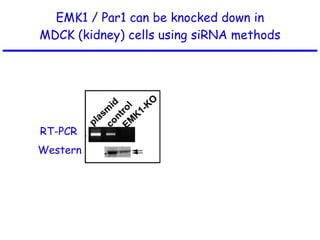 EMK1 / Par1 can be knocked down in MDCK (kidney) cells using siRNA methods RT-PCR Western MDCK (kidney)cells 