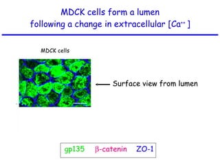 MDCK cells form a lumen following a change in extracellular [Ca ++  ] gp135  -catenin ZO-1 Side view of lumen MDCK cells Surface view from lumen 