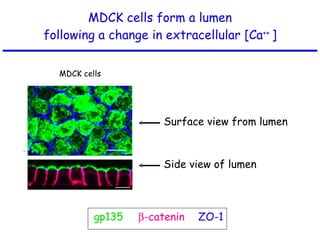 MDCK cells form a lumen following a change in extracellular [Ca ++  ] gp135  -catenin ZO-1 Surface view from lumen Side view of lumen MDCK cells 