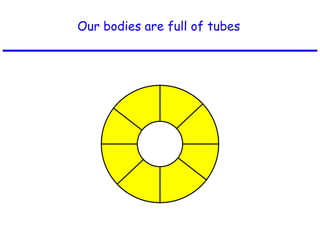 Our bodies are full of tubes 