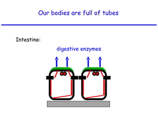 Our bodies are full of tubes digestive enzymes Intestine: 