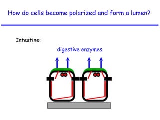 How do cells become polarized and form a lumen? digestive enzymes Intestine: 