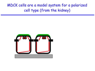MDCK cells are a model system for a polarized cell type (from the kidney) 