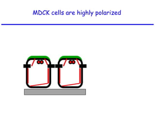 MDCK cells are highly polarized 