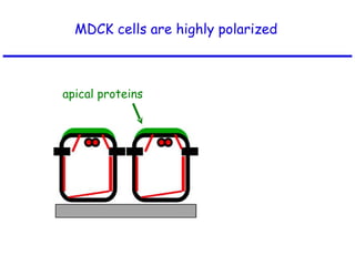 MDCK cells are highly polarized apical proteins 