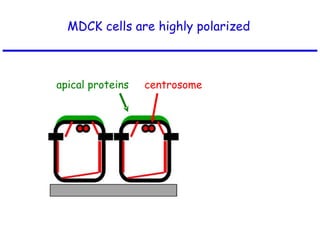 MDCK cells are highly polarized apical proteins centrosome 