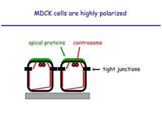 MDCK cells are highly polarized apical proteins centrosome tight junctions 