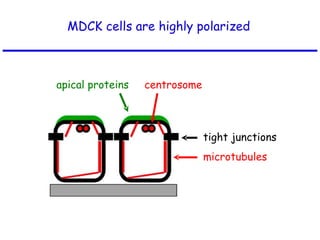 MDCK cells are highly polarized apical proteins microtubules centrosome tight junctions 