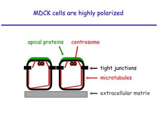 MDCK cells are highly polarized apical proteins microtubules tight junctions extracellular matrix centrosome 