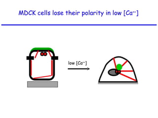 MDCK cells lose their polarity in low [Ca ++ ] low [Ca ++ ] 