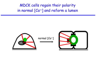MDCK cells regain their polarity in normal [Ca ++ ] and reform a lumen normal [Ca ++ ] 