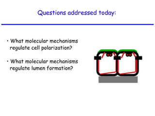 Questions addressed today: •  What molecular mechanisms  regulate cell polarization? •  What molecular mechanisms  regulate lumen formation? 