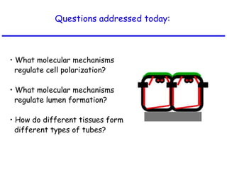 Questions addressed today: •  What molecular mechanisms  regulate cell polarization? •  What molecular mechanisms  regulate lumen formation? •  How do different tissues form  different types of tubes? 