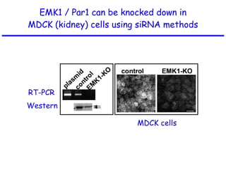 EMK1 / Par1 can be knocked down in MDCK (kidney) cells using siRNA methods RT-PCR Western MDCK cells 