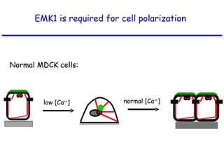 EMK1 is required for cell polarization  Normal MDCK cells: low [Ca ++ ] normal [Ca ++ ] 