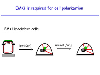 EMK1 is required for cell polarization  EMK1 knockdown cells: low [Ca ++ ] normal [Ca ++ ] 