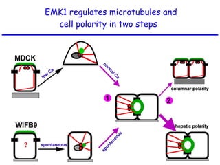 EMK1 regulates microtubules and cell polarity in two steps  