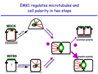 EMK1 regulates microtubules and cell polarity in two steps 