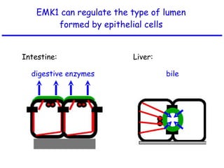 EMK1 can regulate the type of lumen formed by epithelial cells digestive enzymes  bile Intestine:  Liver: 