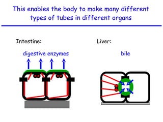This enables the body to make many different types of tubes in different organs digestive enzymes  bile Intestine:  Liver: 