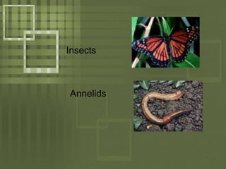 InsectsAnnelids