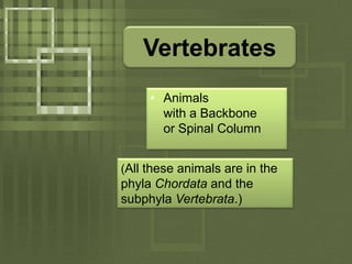 VertebratesAnimals with a Backbone or Spinal Column(All these animals are in thephyla Chordata and the subphyla Vertebrata.)