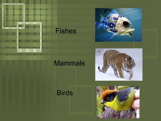 FishesMammalsBirds