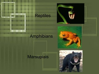 ReptilesAmphibiansMarsupials