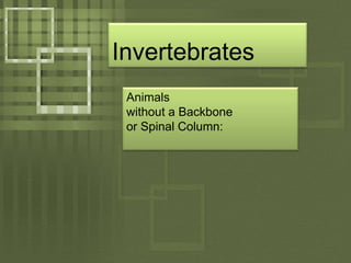 InvertebratesAnimals without a Backboneor Spinal Column: