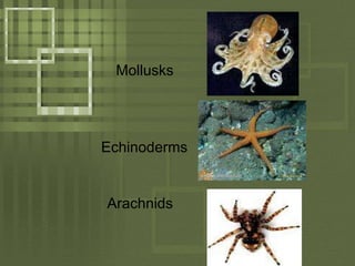 MollusksEchinodermsArachnids