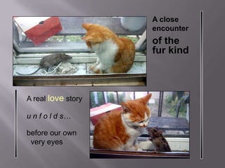 A closeencounter of the fur kind A real love story u n f o l d s… before our own   very eyes 