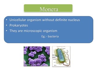 Monera 
• Unicellular organism without definite nucleus 
• Prokaryotes 
• They are microscopic organism 
Eg; - bacteria 
 