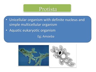 Protista 
• Unicellular organism with definite nucleus and 
simple multicellular organism 
• Aquatic eukaryotic organism 
Eg; Amoeba 
 