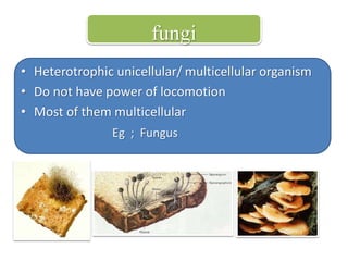 fungi 
• Heterotrophic unicellular/ multicellular organism 
• Do not have power of locomotion 
• Most of them multicellular 
Eg ; Fungus 
 
