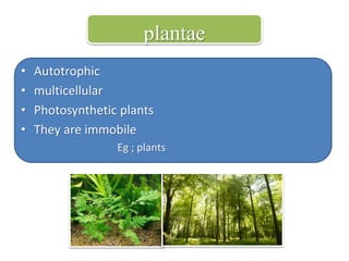 plantae 
• Autotrophic 
• multicellular 
• Photosynthetic plants 
• They are immobile 
Eg ; plants 
 
