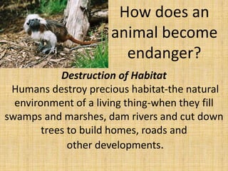How does an
animal become
endanger?
Destruction of Habitat
Humans destroy precious habitat-the natural
environment of a living thing-when they fill
swamps and marshes, dam rivers and cut down
trees to build homes, roads and
other developments.