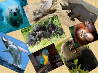 Endangered Animals