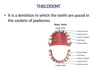 Teeth | PPTX