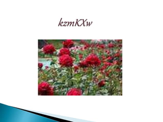 Respiration in Cockroach