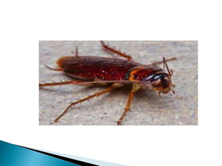 Respiration in Cockroach