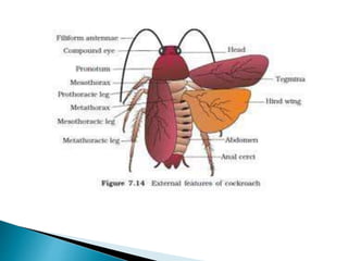Respiration in Cockroach