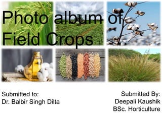 Photo album of
Field Crops
Submitted By:
Deepali Kaushik
BSc. Horticulture
Submitted to:
Dr. Balbir Singh Dilta
 