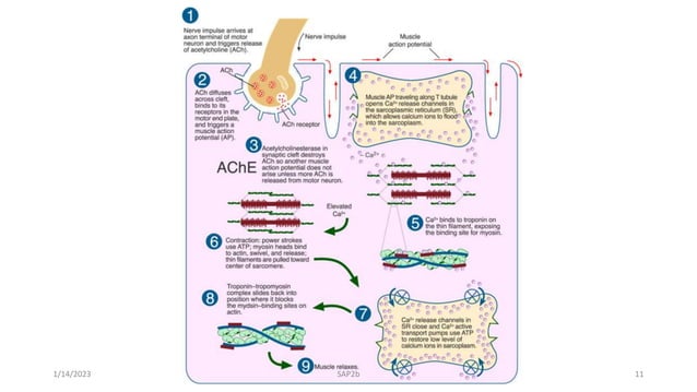 PowerPoint Presentation+.ppt